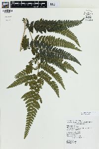 Microlepia trichosora image