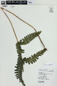 Microlepia trichosora image