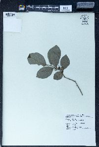 Elaeagnus pungens image