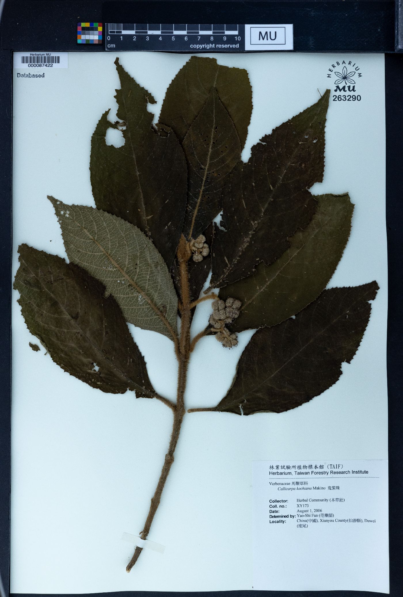 Callicarpa kochiana image