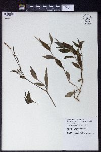 Polygonum muricatum image