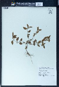 Acalypha australis image