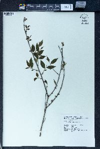 Ilex pubescens image