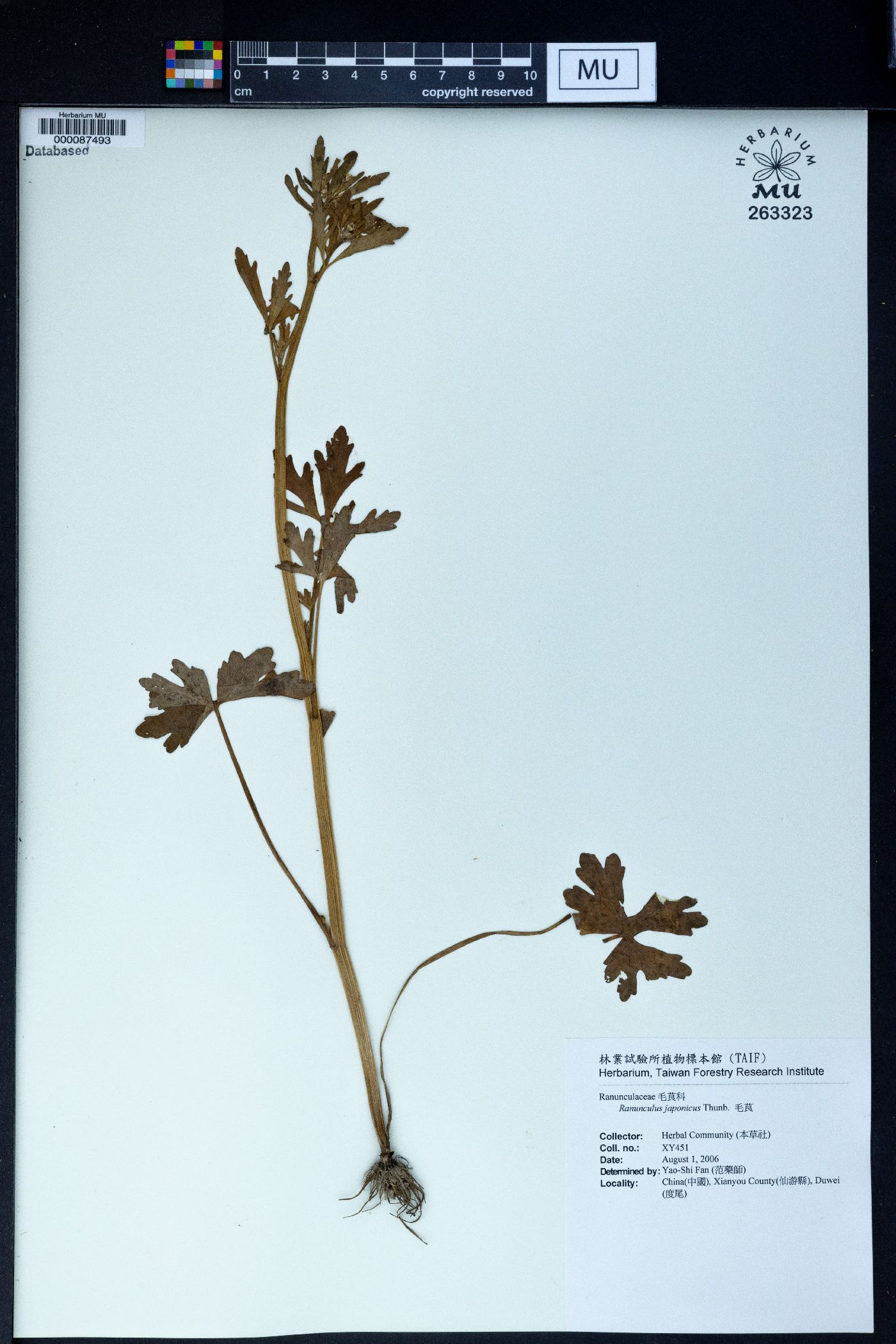 Ranunculus japonicus image