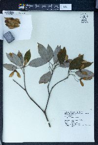 Acer coriaceifolium image