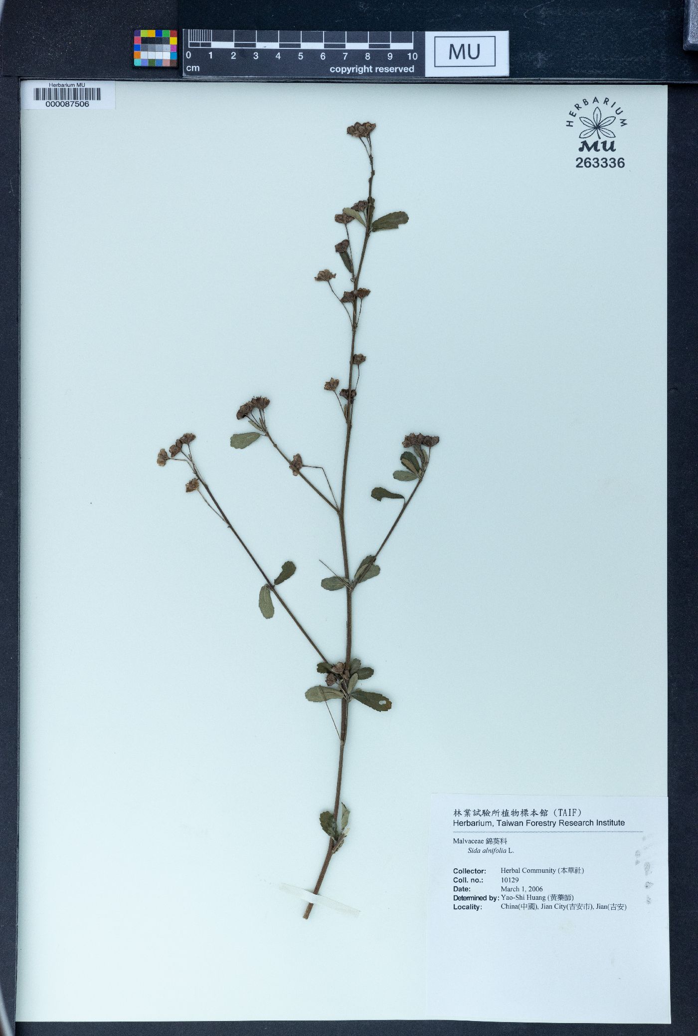 Sida alnifolia image