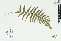 Dryopteris cycadina image