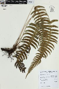 Blechnum austrobrasilianum image