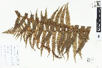 Dryopteris parallelogramma image