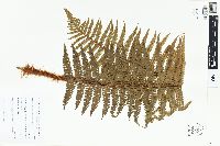 Dryopteris parallelogramma image