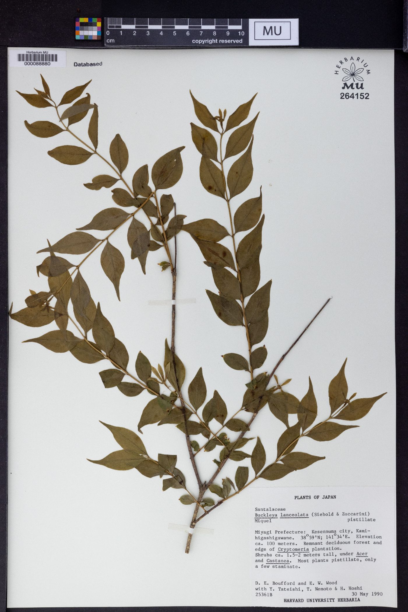 Buckleya lanceolata image