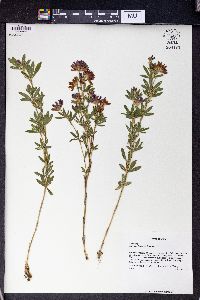 Trifolium lupinaster image