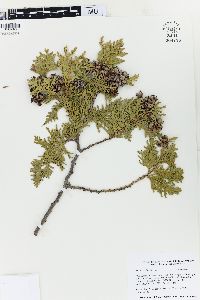 Thuja occidentalis image