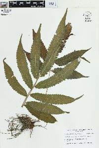 Goniopteris poiteana image
