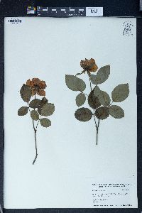 Rosa chinensis image