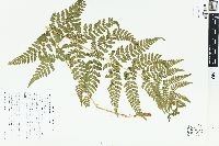 Dryopteris × triploidea image