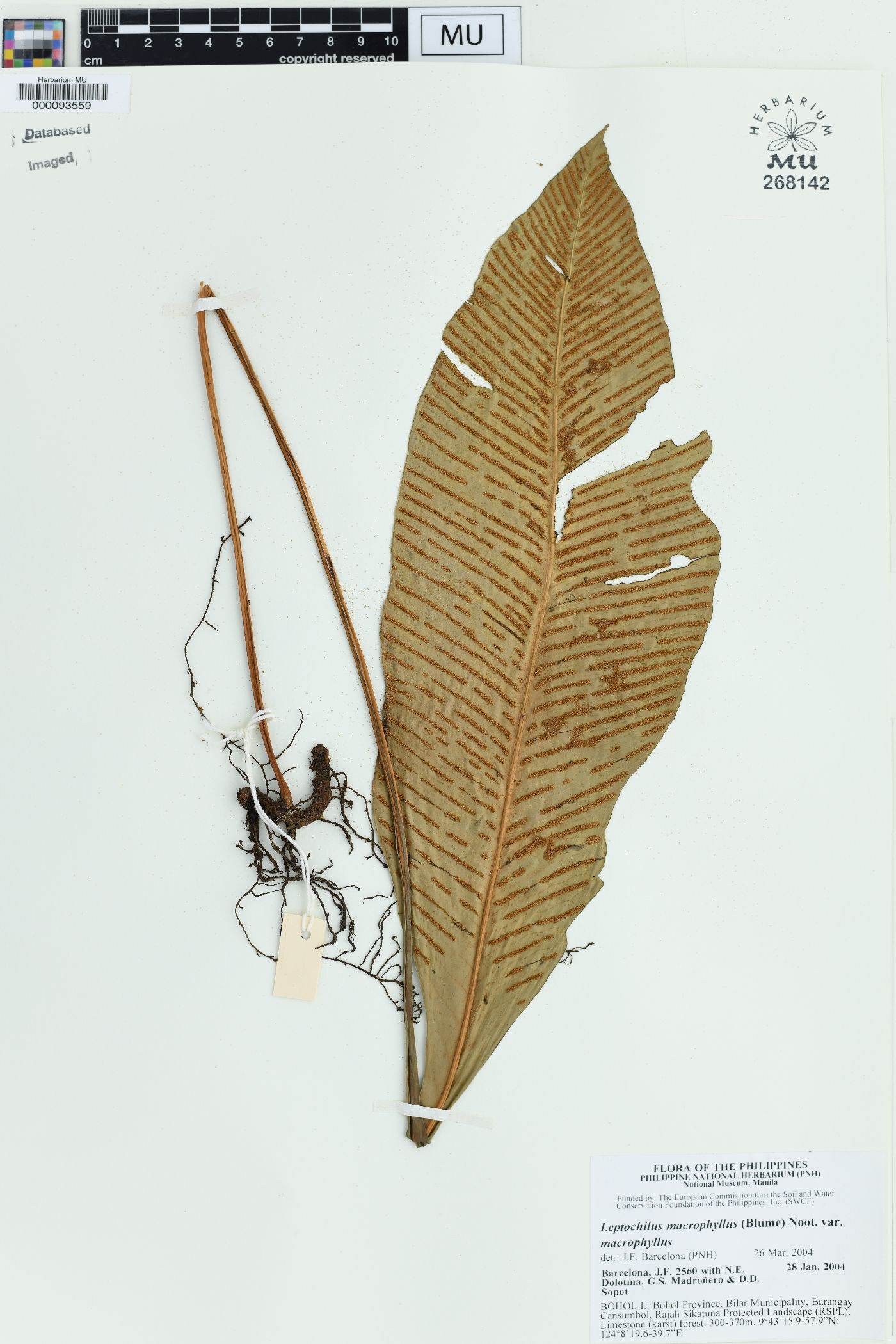 Leptochilus macrophyllus image