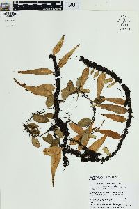Lepisorus accedens image