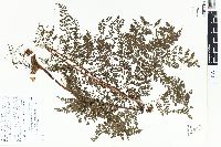 Davallia hymenophylloides image