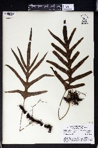 Selliguea glauca image