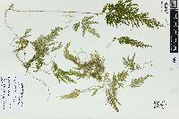 Selaginella biformis image