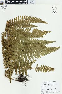 Microlepia speluncae image