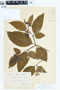 Atropa belladonna image