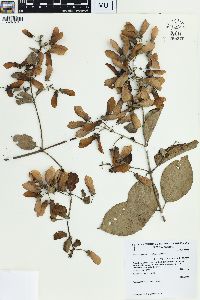 Banisteriopsis muricata image