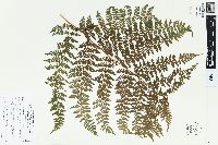 Dennstaedtia cicutaria image