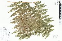 Dennstaedtia cicutaria image