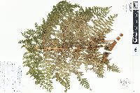 Dennstaedtia cicutaria image