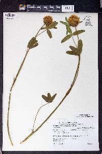 Trifolium trichocephalum image