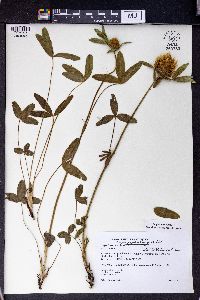 Trifolium trichocephalum image