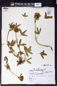 Trifolium trichocephalum image