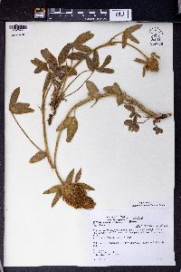 Trifolium trichocephalum image