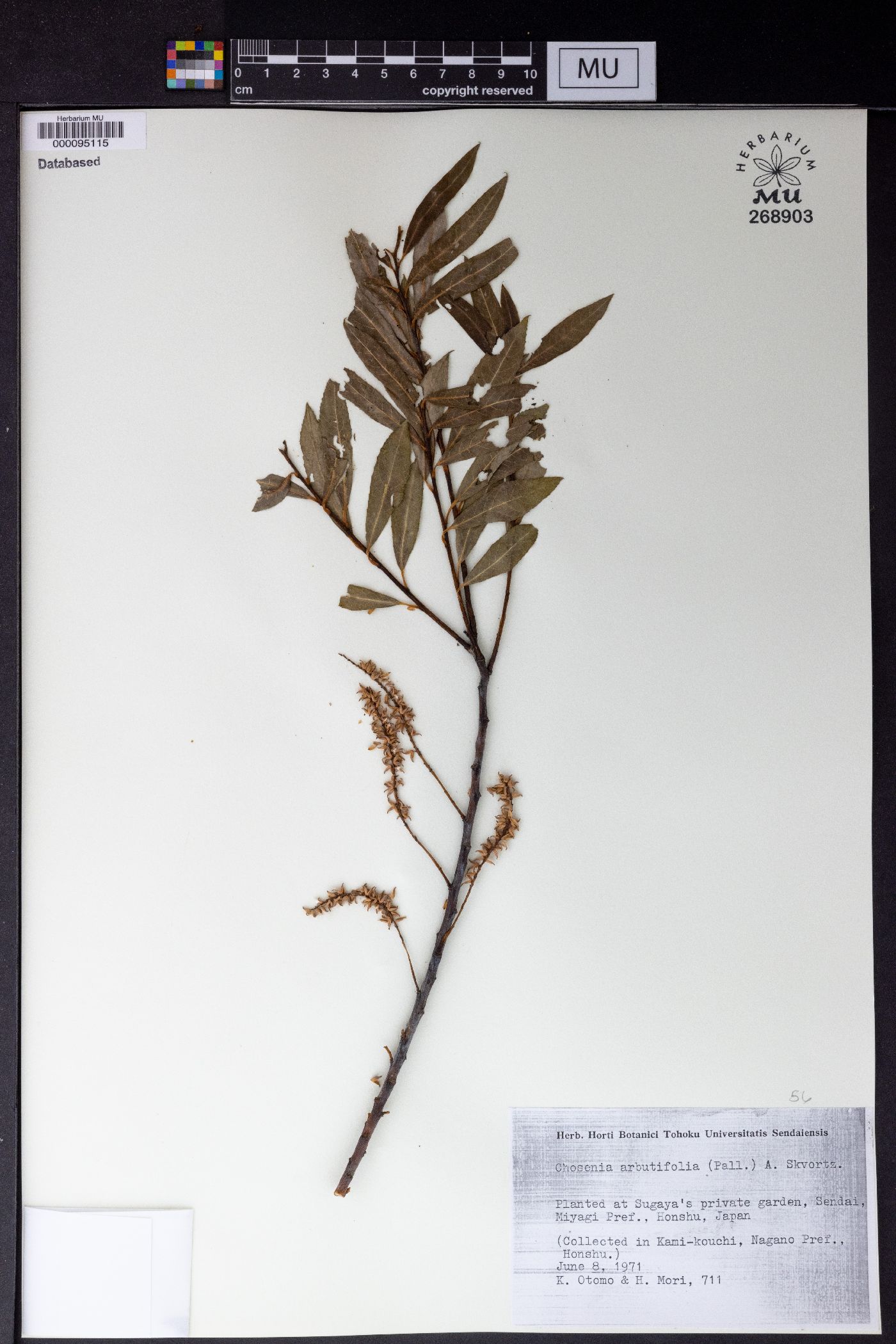 Salix arbutifolia image