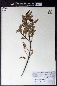 Salix arbutifolia image