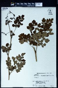 Thalictrum minus image