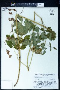 Thalictrum aquilegifolium image