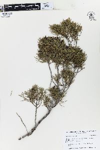 Juniperus bermudiana image