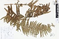 Nephrolepis hirsutula image