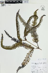 Sticherus rubiginosus image