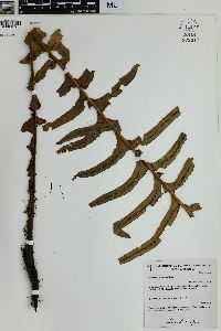 Blechnum brasiliense image