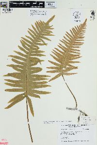Polypodiodes formosana image