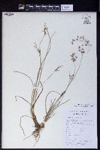 Fimbristylis dichotoma image