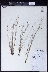 Fimbristylis subbispicata image