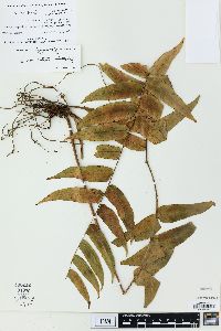 Nephrolepis obliterata image