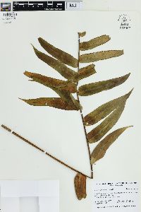 Nephrolepis obliterata image