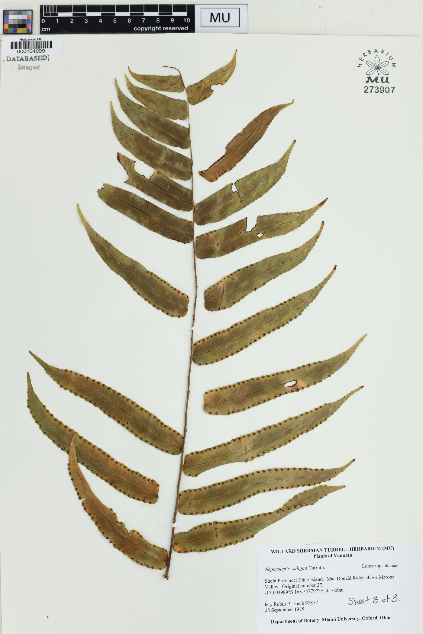 Nephrolepis obliterata image