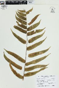 Nephrolepis obliterata image